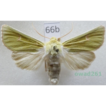 Calamia tridens (Hufnagel, 1766) Czech66b